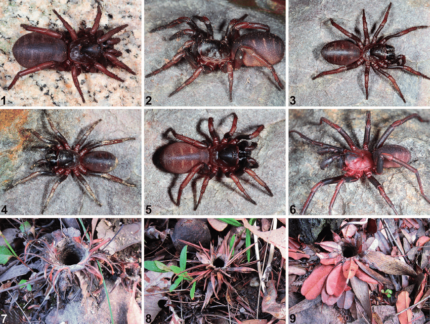 Spiders - Oyster Harbour Catchment Group