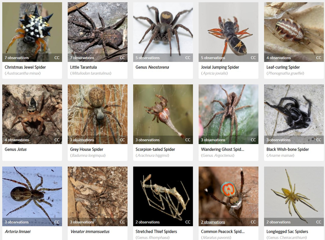 Spiders - Oyster Harbour Catchment Group